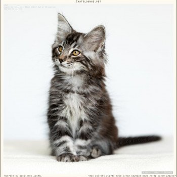 chaton Norvégien black silver blotched tabby Uïko Les Chats Lounge chaton Norvégien black silver blotched tabby Uïko Les Chats Lounge