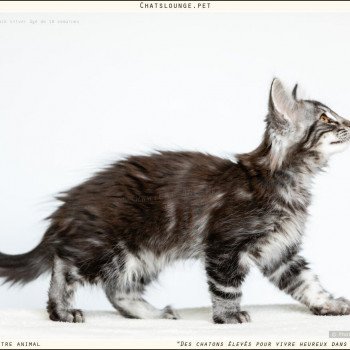 chaton Norvégien black silver blotched tabby Uïko Les Chats Lounge chaton Norvégien black silver blotched tabby Uïko Les Chats Lounge