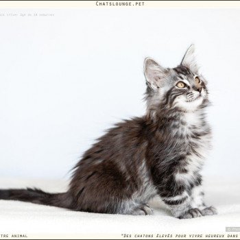 chaton Norvégien black silver blotched tabby Uïko Les Chats Lounge chaton Norvégien black silver blotched tabby Uïko Les Chats Lounge