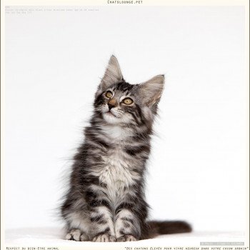 chaton Norvégien black smoke Uma Les Chats Lounge chaton Norvégien black smoke Uma Les Chats Lounge