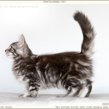 chaton Norvégien black smoke Uma Les Chats Lounge chaton Norvégien black smoke Uma Les Chats Lounge