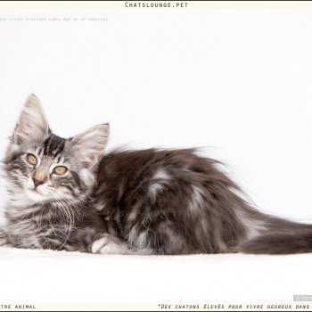 chaton Norvégien black smoke Uma Les Chats Lounge chaton Norvégien black smoke Uma Les Chats Lounge