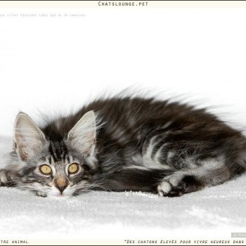 chaton Norvégien black smoke Uma Les Chats Lounge chaton Norvégien black smoke Uma Les Chats Lounge