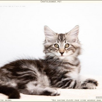 chaton Norvégien black silver mackerel tabby Until Les Chats Lounge chaton Norvégien black silver mackerel tabby Until Les Chats Lounge