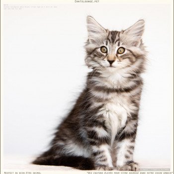 chaton Norvégien black silver mackerel tabby Until Les Chats Lounge chaton Norvégien black silver mackerel tabby Until Les Chats Lounge