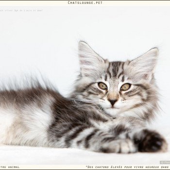 chaton Norvégien black silver mackerel tabby Until Les Chats Lounge chaton Norvégien black silver mackerel tabby Until Les Chats Lounge