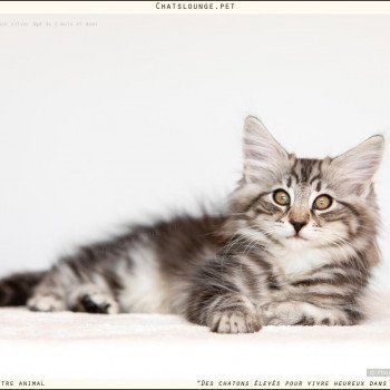 chaton Norvégien black silver mackerel tabby Until Les Chats Lounge chaton Norvégien black silver mackerel tabby Until Les Chats Lounge