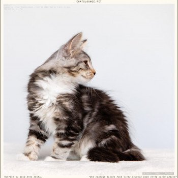 chaton Norvégien black silver mackerel tabby Urielle Les Chats Lounge chaton Norvégien black silver mackerel tabby Urielle Les Chats Lounge