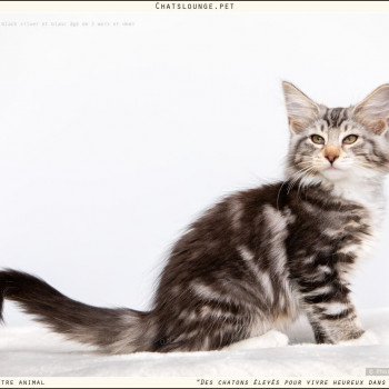 chaton Norvégien black silver mackerel tabby Urielle Les Chats Lounge chaton Norvégien black silver mackerel tabby Urielle Les Chats Lounge