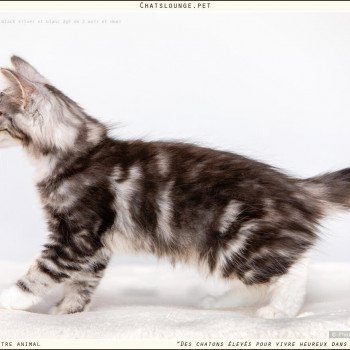 chaton Norvégien black silver mackerel tabby Urielle Les Chats Lounge chaton Norvégien black silver mackerel tabby Urielle Les Chats Lounge
