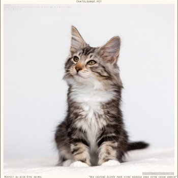 chaton Norvégien black silver mackerel tabby Urielle Les Chats Lounge chaton Norvégien black silver mackerel tabby Urielle Les Chats Lounge