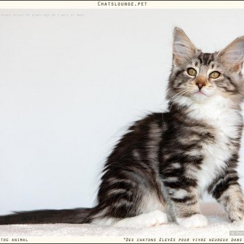 chaton Norvégien black silver mackerel tabby Urielle Les Chats Lounge chaton Norvégien black silver mackerel tabby Urielle Les Chats Lounge