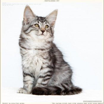 chaton Norvégien black silver mackerel tabby Ushuaïa Les Chats Lounge chaton Norvégien black silver mackerel tabby Ushuaïa Les Chats Lounge