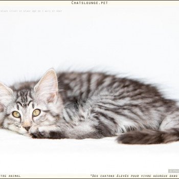 chaton Norvégien black silver mackerel tabby Ushuaïa Les Chats Lounge chaton Norvégien black silver mackerel tabby Ushuaïa Les Chats Lounge