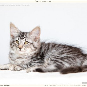 chaton Norvégien black silver mackerel tabby Ushuaïa Les Chats Lounge chaton Norvégien black silver mackerel tabby Ushuaïa Les Chats Lounge