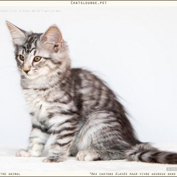 chaton Norvégien black silver mackerel tabby Ushuaïa Les Chats Lounge chaton Norvégien black silver mackerel tabby Ushuaïa Les Chats Lounge